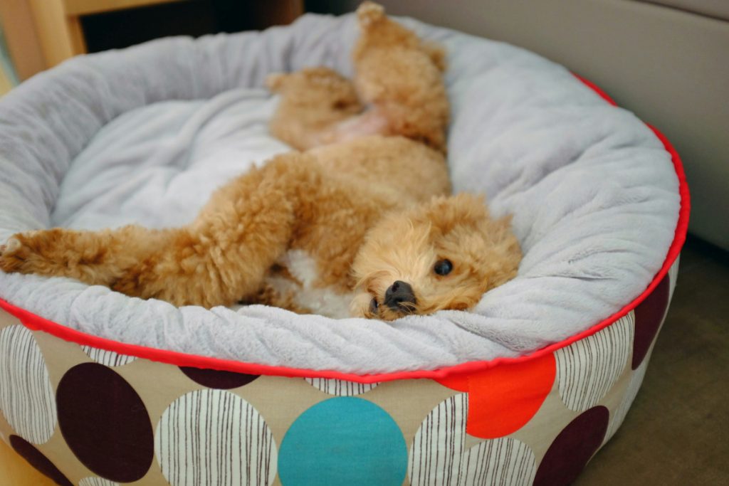Un chien tout doux est allongé sur le dos dans un lit à pois, l'air détendu.