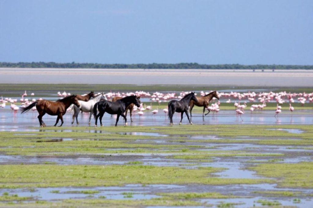 Surnommée la « petite Camargue ardéchoise », cette zone humide abrite une faune étonnante et préservée