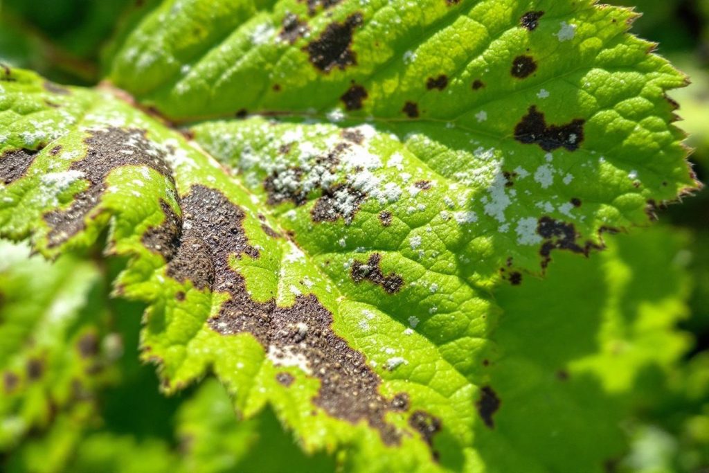 Feuilles vertes abîmées par des taches brunes et blanches