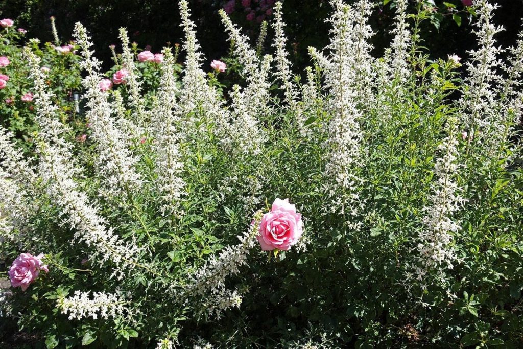Buissons blancs avec des roses roses au milieu